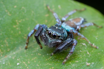 A blue and black jumping spider