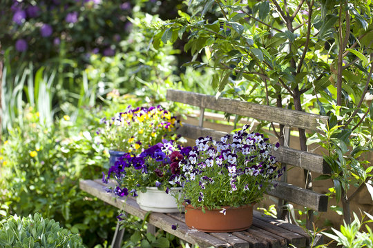 wooden bench with flower pots in a wild garden.