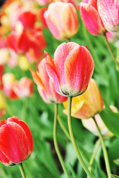 red  tulips