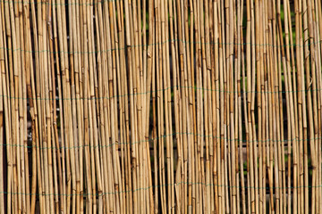 bamboo background