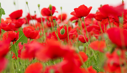 Obraz premium poppy field