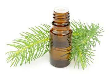 pine aromatherapy oil