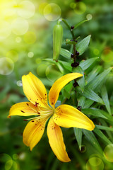branch yellow  lily on a green background with bokeh