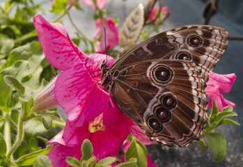 lovely brown butterfly
