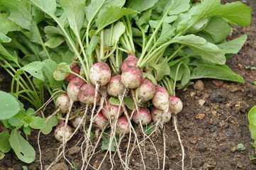 radis (vari&eacute;t&eacute; 'National 2')