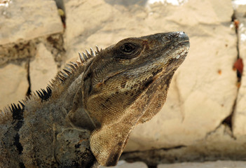 Iguana