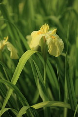 花菖蒲 (小石川後楽園)