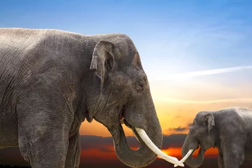 Poster Elephants at sunset © wajan