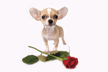 Puppy with rose