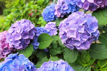 Selbstklebende Fototapeten Hortensie (Katsushika Mizumoto Park) © tabbycat