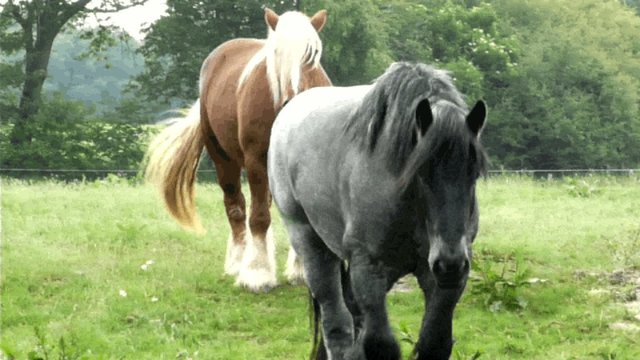 Pferde auf der Weide