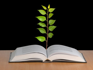 sapling growing from open book