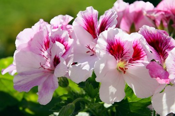 pink geranium in blossom