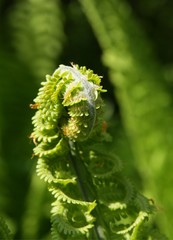 growing fern frond