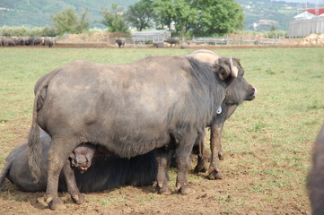 Fototapeta premium mandriana