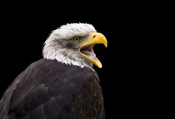 Weißkopfseeadler, Porträt