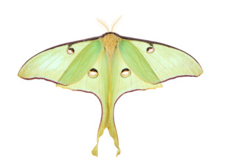 Luna Moth, Actias luna, isolated