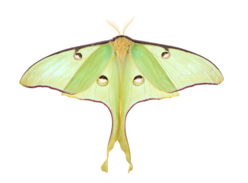 Luna Moth, Actias Luna, Isolated