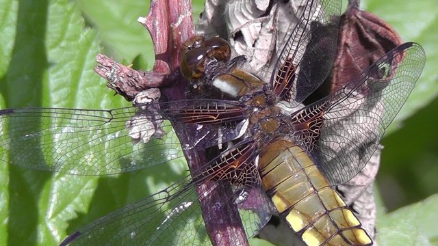 Vierfleck - Libellula quadrimaculata
