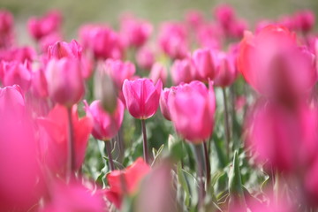 チューリップの花