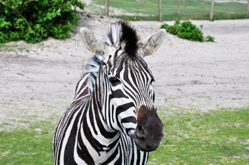 Zebra