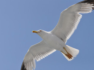beautiful seagull