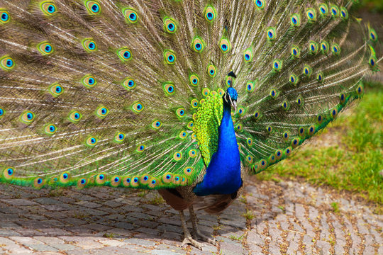 Pfau (Pavo cristatus)