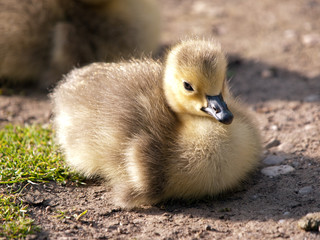 Gosling