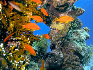Panele Szklane Podświetlane  Ławica ryb anhthias na rafie koralowej