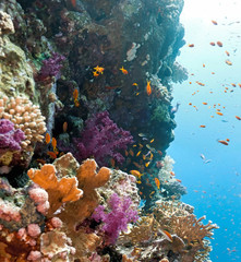 Panele Szklane Podświetlane  Ławica ryb anithias na rafie koralowej