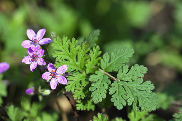 Schierlingsreiherschnabel