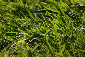 herbe verte