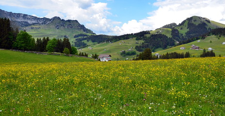 Fototapeta na wymiar suisse verte