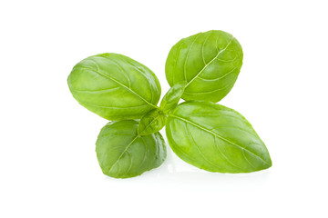Fresh sprig of basil, isolated