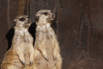 Erdmännchen