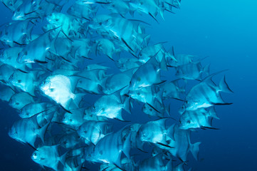 A large school of Atlantic Spadefish in open water.
