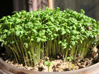Watercress  (Lepidium sativum), cabbage family.