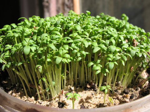 Watercress  (Lepidium sativum), cabbage family.