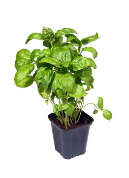 Growing green basil plants in pot isolated on white