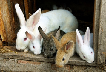 Bunny Rabbits family