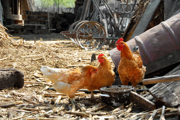 Hens in rustic farm yard