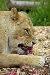 Female Lion at Feeding time
