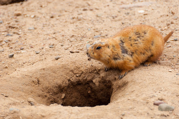 Prairie Dog