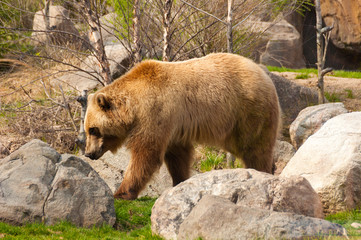 Brown Bear