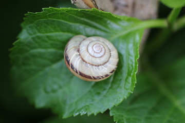 かたつむり