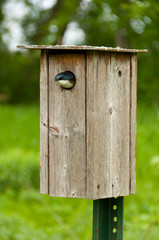 Bird in a Bird house