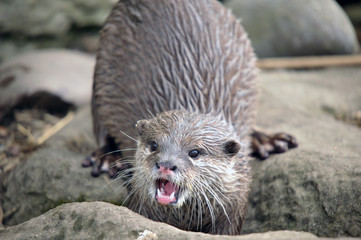 Fototapeta premium Young Otter by the riiverside