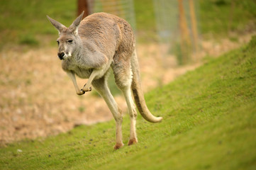 Naklejka na ściany i meble Australijski Red Kangaroo