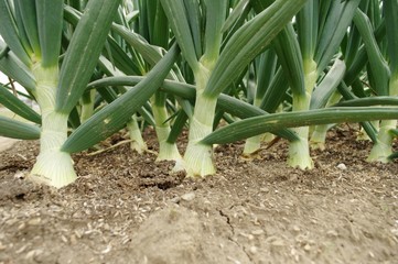 Obraz premium たまねぎ