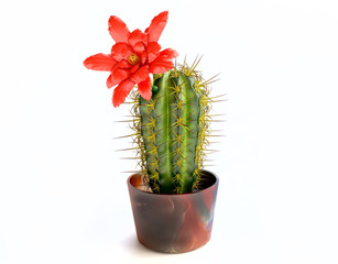 Blooming Cactus With Purple Flower in 3D
